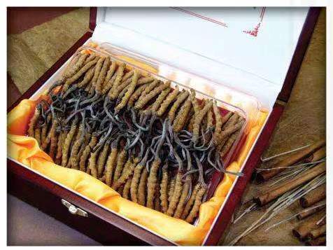 城东冬虫夏草回收